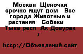 Москва! Щеночки срочно ищут дом - Все города Животные и растения » Собаки   . Тыва респ.,Ак-Довурак г.